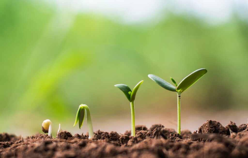 Seedlings growing from soil, representing growth, planning and building wealth for the future.
